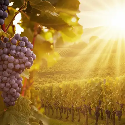 Grapes growing in a sunlit vineyard